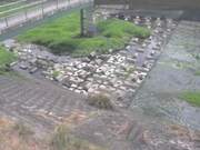 平木橋