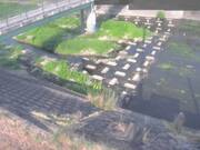 平木橋